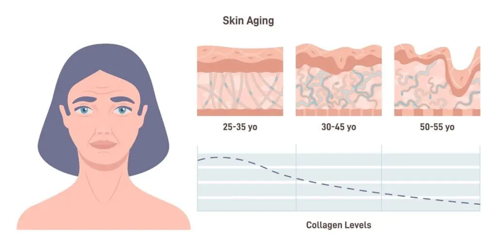 What Is Collagen? 1 Collagen Skin Aging